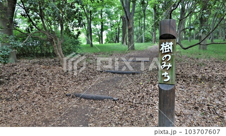 大泉緑地・樹のみち(大阪府堺市) 大泉緑地・樹のみち(大阪府堺市) 103707607