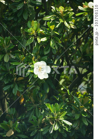 タイサンボクの花 タイサンボクの花 103708110