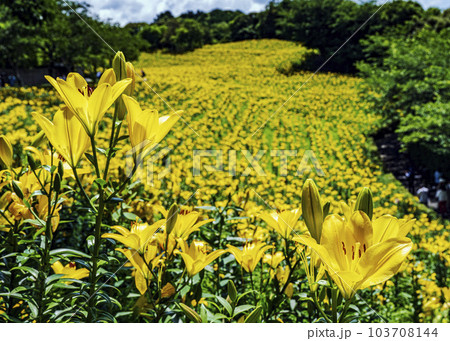 ユリの花 103708144