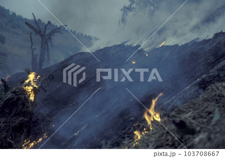 CHINA YUNNAN BUSHFIRE CAT AND BURN CHINA YUNNAN BUSHFIRE CAT AND BURN 103708667