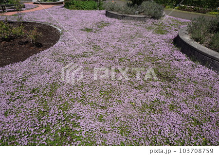 一面を覆う満開の「クリーピングタイム」 103708759