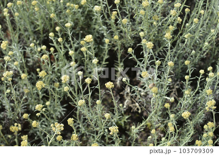 Italian everlasting flowers 103709309