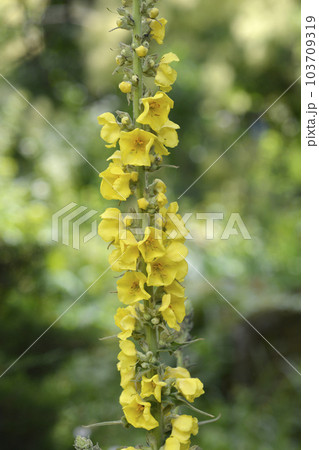 Lambs tail Lambs tail 103709319