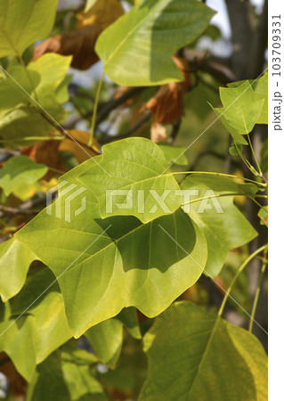 Tulip tree Tulip tree 103709331