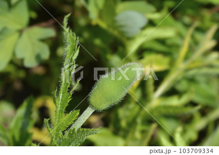 Oriental poppy Feuerriese Oriental poppy Feuerriese 103709334