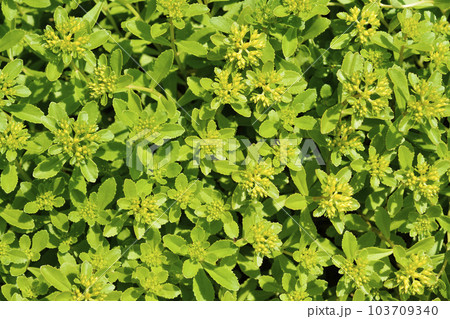 Orange Stonecrop Weihenstephaner Gold Orange Stonecrop Weihenstephaner Gold 103709340