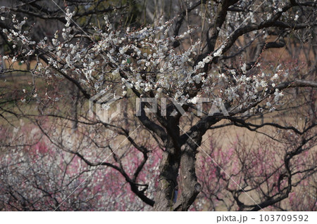 梅園にある枝ぶりのいい梅の木 103709592