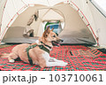 キャンプ場でくつろぐ愛犬 103710061