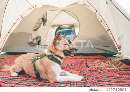 キャンプ場でくつろぐ愛犬 キャンプ場でくつろぐ愛犬 103710061