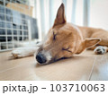 窓際でお昼寝する愛犬 103710063