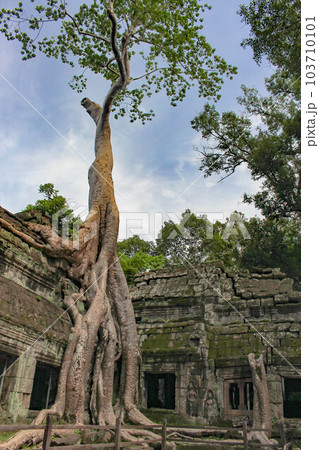 【シェムリアップ】タ・プロム遺跡 103710101