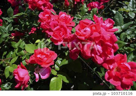 薔薇の花　バラ　ノックアウト 103710116