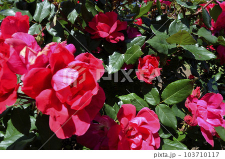 薔薇の花　バラ　ノックアウト 103710117