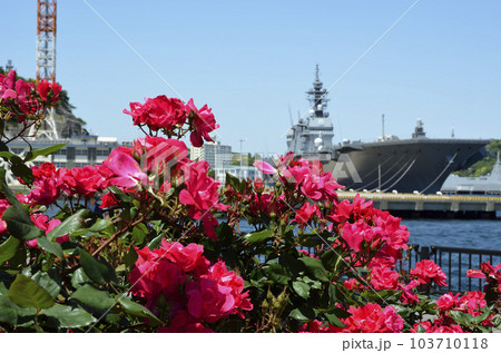 バラの花と艦船　横須賀港 103710118
