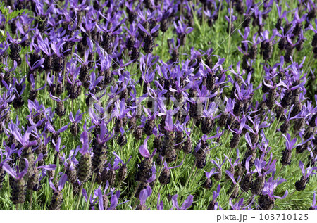 いちめんの花　ラベンダー　フレンチラベンダー 103710125