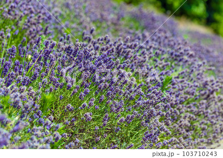 Lavender field Lavender field 103710243