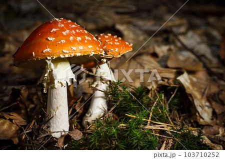 Mature red amanita muscaria 103710252