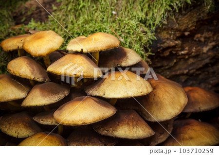 Mushrooms in forest Mushrooms in forest 103710259