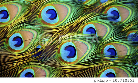 Peacock macro feathers. Blue green glowing surface nature texture exotic bird vibrant color. Beautiful decorative iridescent background close up photo 103710353