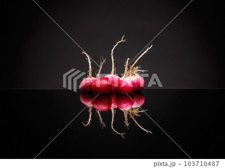 Fresh small red radishes Fresh small red radishes 103710487