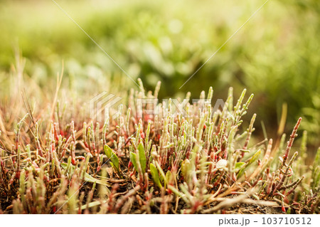 Salicornia plant 103710512