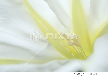 羽衣のような白花夕顔の花 羽衣のような白花夕顔の花 103710578