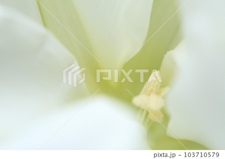 羽衣のような白花夕顔の花 103710579