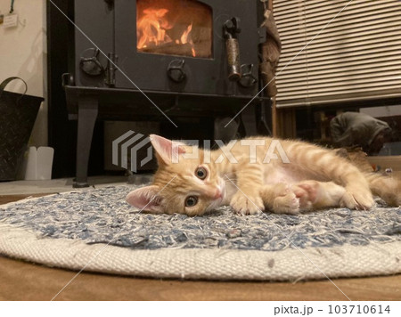 猫と薪ストーブ 103710614
