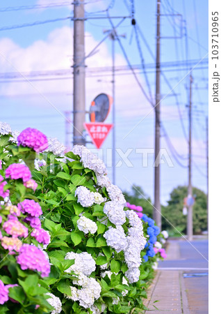 住宅街の道端に咲き誇る色とりどりのアジサイ 103710965