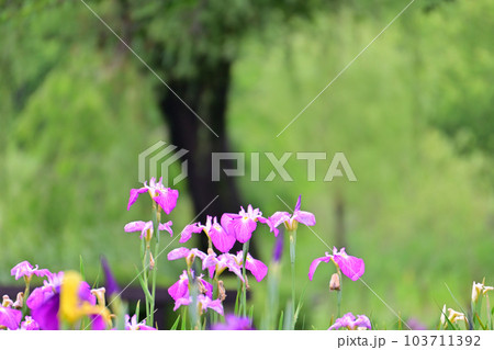 色とりどりの花菖蒲 色とりどりの花菖蒲 103711392