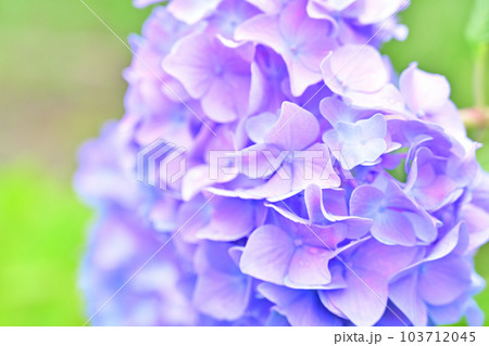 紫陽花 103712045