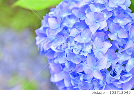 紫陽花 103712049