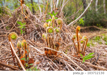春の野草 ぜんまい 春の野草 ぜんまい 103712130