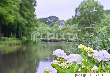 水辺に咲く紫陽花 梅雨時期 曇天 水辺に咲く紫陽花 梅雨時期 曇天 103712197