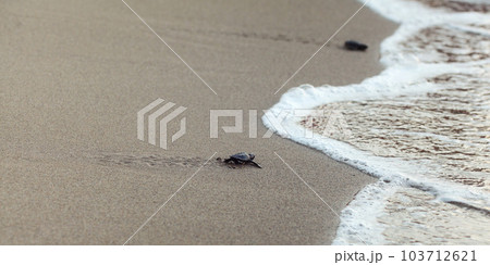 Baby turtle finding its way to the sea, detail on wet beach sand Baby turtle finding its way to the sea, detail on wet beach sand 103712621