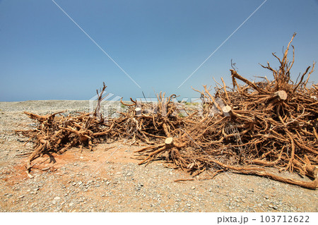 Pile of small bushes and tree roots, laying on dry ground, to be pre burned for charcoal 103712622