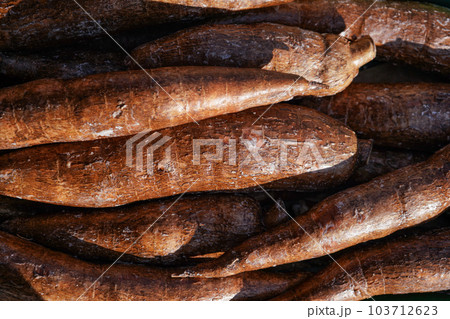 Yuca / Macaxeira ( Manihot esculenta ) roots displayed at food market in London, sun shines on Yuca / Macaxeira ( Manihot esculenta ) roots displayed at food market in London, sun shines on 103712623
