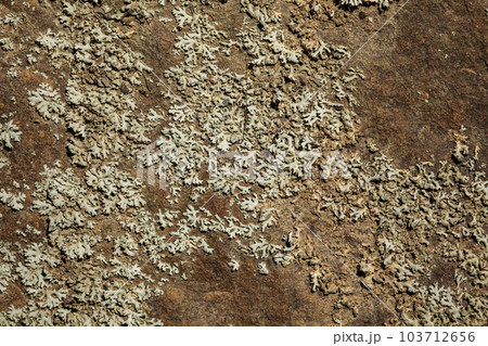 Small patches of lichen growing on rock, sun shines on Small patches of lichen growing on rock, sun shines on 103712656