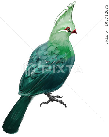 エボシドリ 103712685