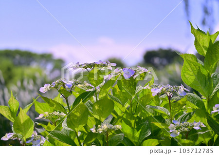 鮮やかなガクアジサイ 梅雨時期の晴れ間 鮮やかなガクアジサイ 梅雨時期の晴れ間 103712785