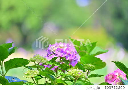 鮮やかな紫陽花　梅雨時期の晴れ間　 103712800