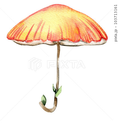 Flower umbrella for fairy. Hand painted fairy tale illustration for greeting cards, prints, post cards and souvenirs. Illustartion isilated on white background. Flower umbrella for fairy. Hand painted fairy tale illustration for greeting cards, prints, post cards and souvenirs. Illustartion isilated on white background. 103713161