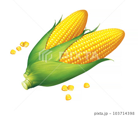 Corn illustration on white background Corn illustration on white background 103714398