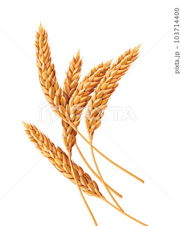 Wheat illustration on white background 103714400