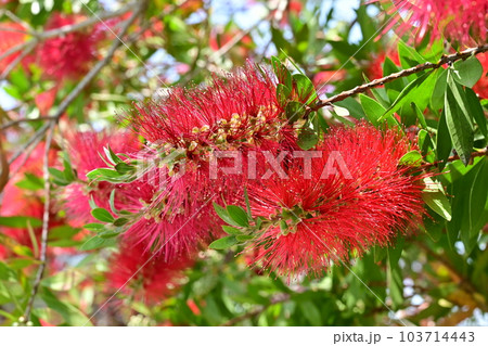 ブラシノキ　カリステモン　スプレンデス　の赤い花 103714443