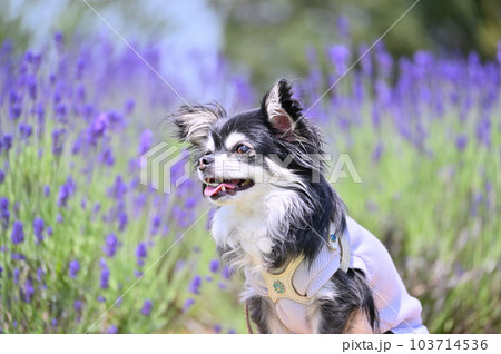 笑顔が可愛い幼顔のチワワの横顔 103714536