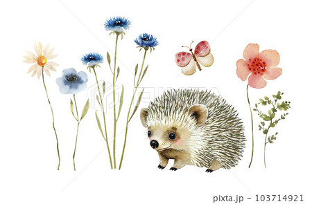 Watercolor set of cute hedgehog with colorful flowers, hand painted for cards and design. Watercolor set of cute hedgehog with colorful flowers, hand painted for cards and design. 103714921