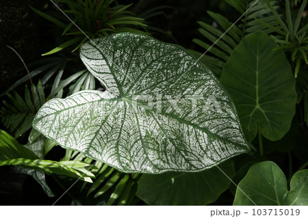 White CALADIUM BICOLOR leaf texture White CALADIUM BICOLOR leaf texture 103715019