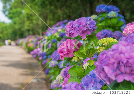 岩ケ池公園、満開のあじさい〈愛知県刈谷市〉 103715223