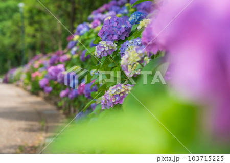 岩ケ池公園、満開のあじさい〈愛知県刈谷市〉 103715225